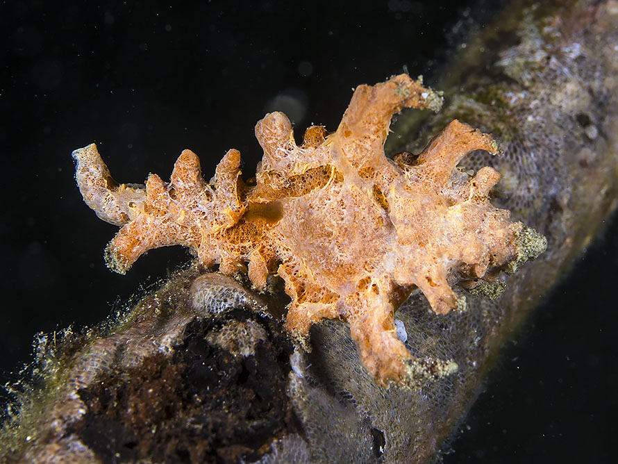 Chicoreus brunneus